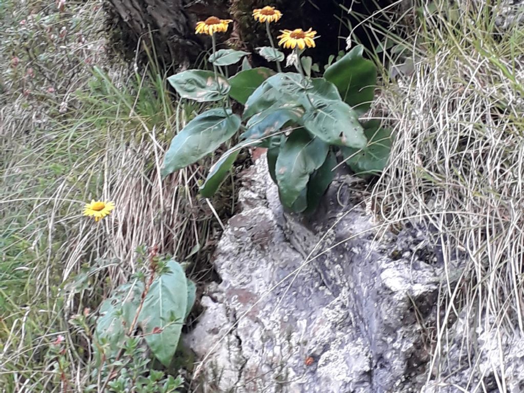 Doronicum?